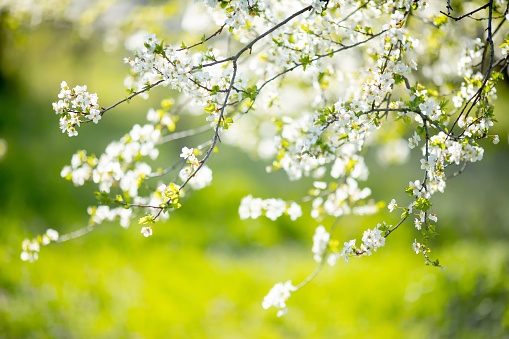 Flores de cerezo en el parque, día de primavera, abril photo