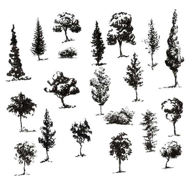 деревья силуэты установить рука обращается - bush isolated tree cypress tree stock illustrations