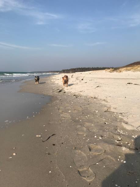 istock Australia Cattle Dog on the Beach 1141383233