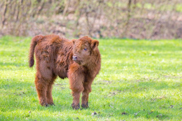 istock One newborn scottish highlander calf stands in meadow 1141386105