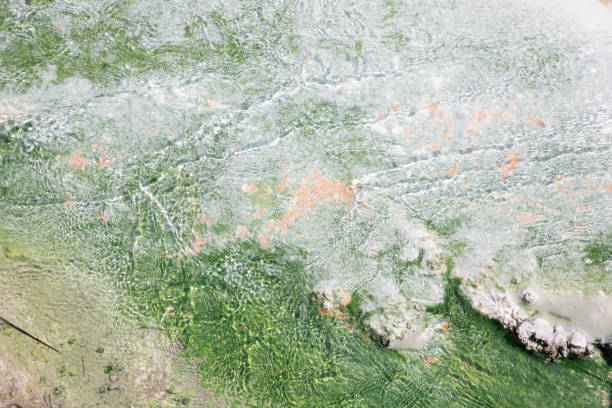 istock Fumarole and geyser environment in Yellowstone 1141389617