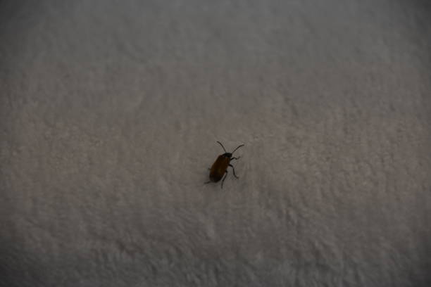 istock Insects on the bedclothes 1141389909