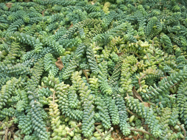 즙이 많은 식물 배경 - agave cactus natural pattern pattern 뉴스 사진 이미지