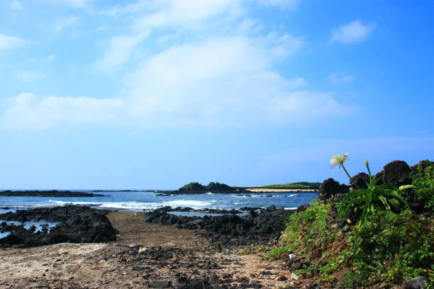 istock Rabbit Island, Crinum asiaticum LAN, Island, 1141390249