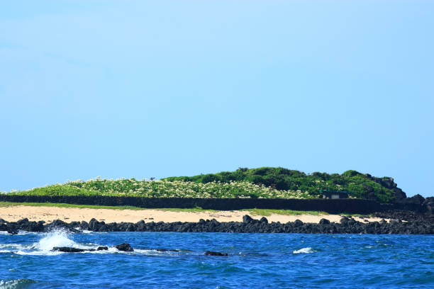 istock Rabbit Island, Crinum asiaticum LAN, Island, 1141390295