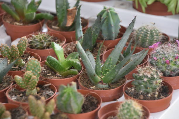 istock Many different small multicolored cacti in flower pots 1141390425