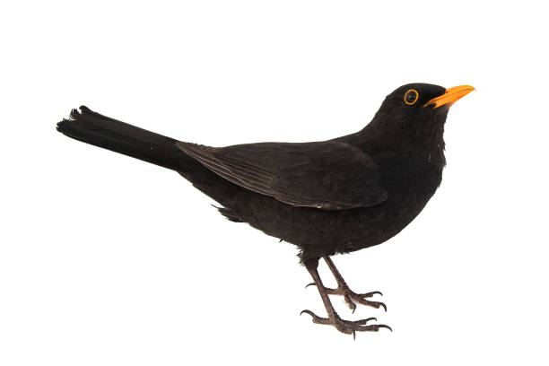 istock Blackbird, Turdus merula, isolated on white background. 1141391063