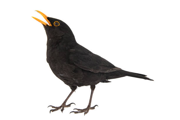 istock Blackbird, Turdus merula, isolated on white background. 1141391066