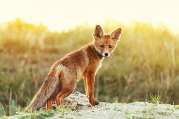 Little Red Fox near his hole in beautiful evening light