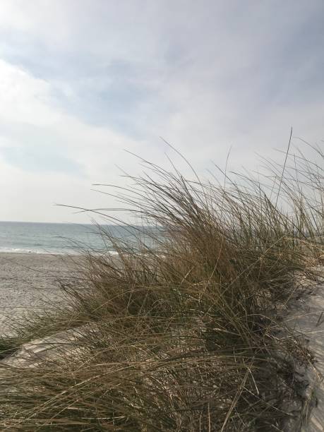 istock Beach on the Baltic Sea 1141391083