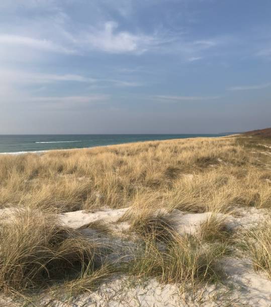 istock Beach on the Baltic Sea 1141391429