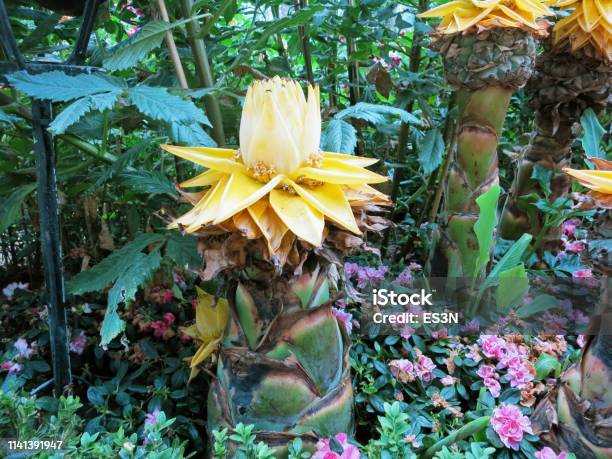 Musella Lasiocarpa Golden Lotus Banana Yellow Flowers Stock Photo - Download Image Now