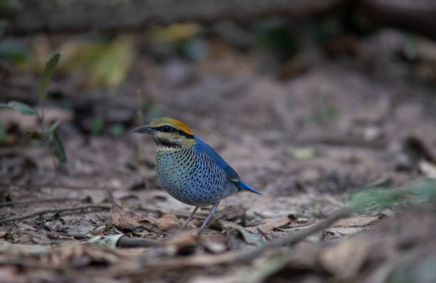 istock Blue Pitta, Beautiful bird in Thailand. 1141392127