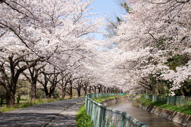 Somei Yoshino of full bloom of Minuma rice field cherry blossom corridor stock photo