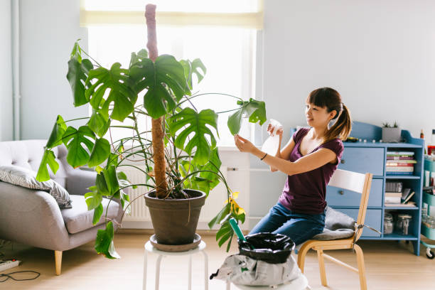 Smiling asian woman spraying water on the plant Plant care at home series with Japanese man, woman and child. cheese plant stock pictures, royalty-free photos & images
