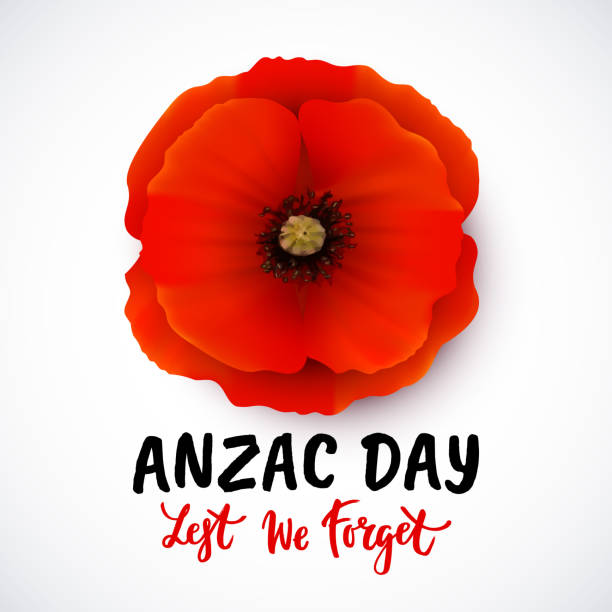 Remembrance day vector poster design with lettering Anzac day vector card with bright red Poppy flower. Lest we forget  hand written lettering. poppies stock illustrations