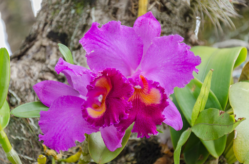 Pink cattleya orchid growing from a tree in its natural habitat.\n\nOrchids are very hard to find in nature, as the plants are often removed in order to be planted in gardens and pots. \n\nThe south of Minas Gerais state has steep growing tourism. The region, known by its stunning scenery, is visited for its nature and culture. \n\nThe region is very rich in minerals and rocks and the landscape is full of mountains, waterfalls, and canyons.\n\nThe vegetation is known as Cerrado, a vast tropical savanna.\n\nThe great amounts of research have proved that the Cerrado is one of the richest of all tropical savanna regions in the world, and has high levels of endemism. Characterized by enormous ranges of plant and animal biodiversity, World Wide Fund for Nature named it the biologically richest savanna in the world, with about 10,000 plant species and 10 endemic bird species. There are nearly 200 species of mammal in the Cerrado, though only 14 are endemic.\n\nThus the region is also much visited by ecotourists.