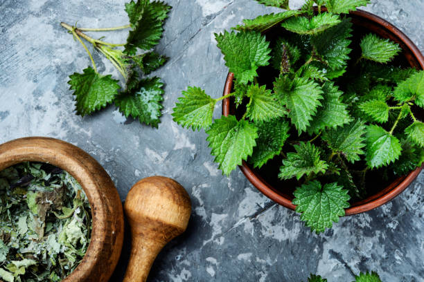 brennnesseln, urtica medizinisches kraut - stinging nettle stock-fotos und bilder