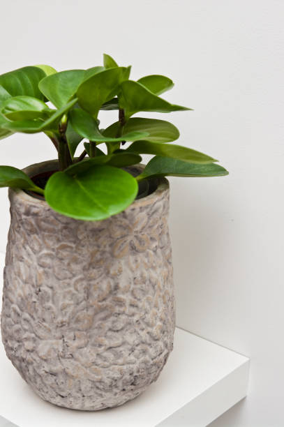 istock Houseplant in grey clay pot on a shelf 1141401496