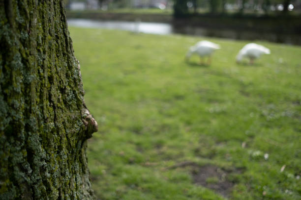 A Tree With Geese in the Distance