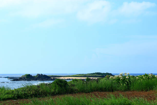 istock Rabbit Island, Crinum asiaticum LAN, Island, 1141402003