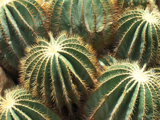 istock Golden barrel cactus background 1141402618