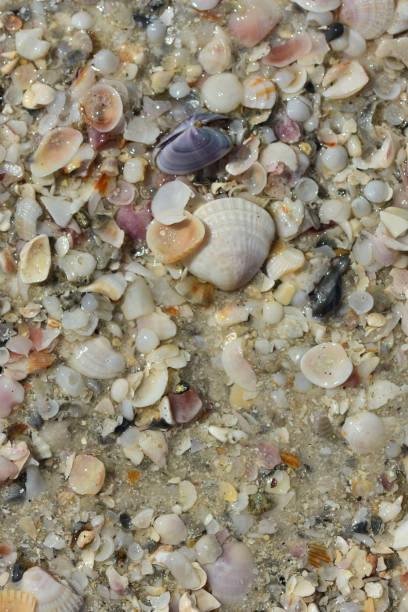 istock Bivalve sea shells and fragments on surf line 1141403341