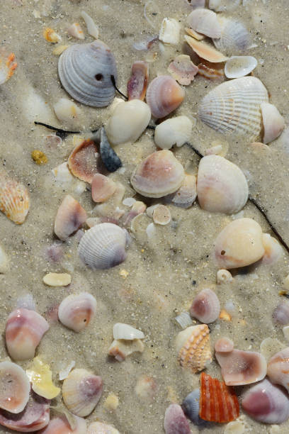istock scattered bivalve sea shells and mixed on wet white sand on surf line 1141403411