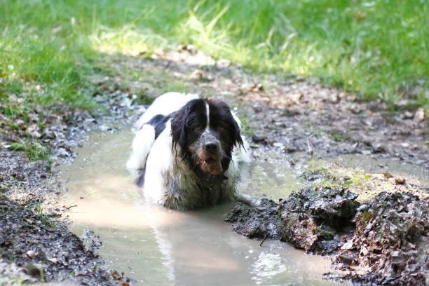 istock Dog in the mud 1141404569