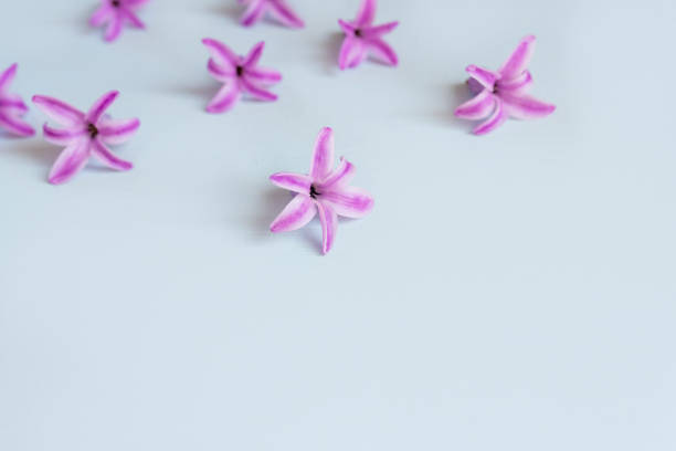 istock acinth Purple Surprise Dutch Hyacinth. Spring bulbs. Spring flowers. Image. Closeup 1141405604