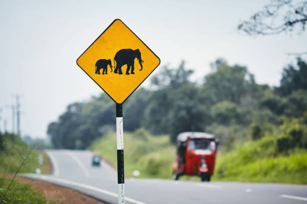 Elephant crossing warning sign Road warning sign for elephant crossing road against traffic with tuk tuk, Sri Lanka taxi sri lanka stock pictures, royalty-free photos & images