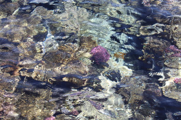 istock The Red Sea 1141405998