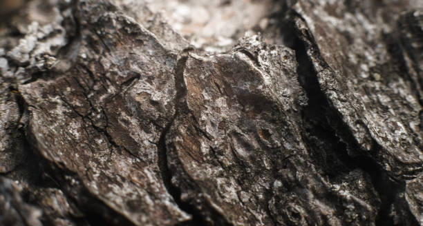 istock Photo of a pine tree bark close up 1141406184