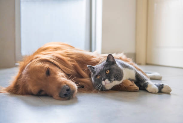 britische kurzhaarige katzen und goldhunde kommen freundschaftlich zurecht - amicably stock-fotos und bilder