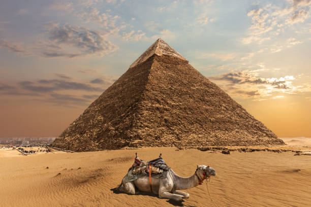 istock A camel by the Pyramid of Chephren, Giza, Egypt 1141409291