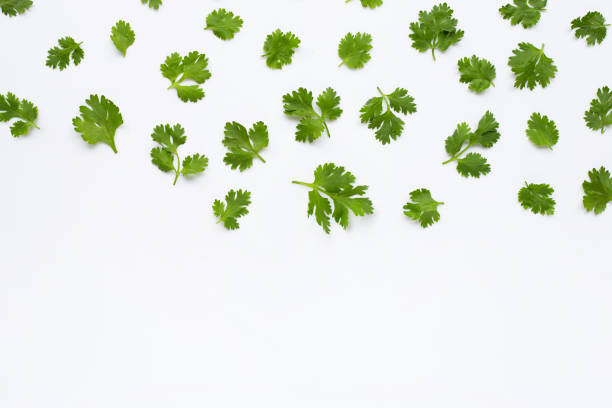 istock Fresh coriander leaves on white background. 1141409718