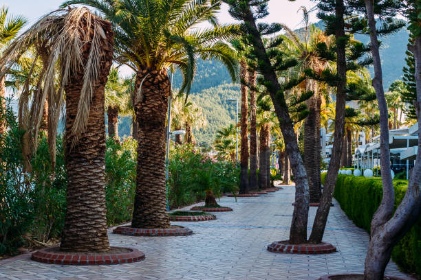 istock large Palm trees on the pedestrian promenade 1141409785
