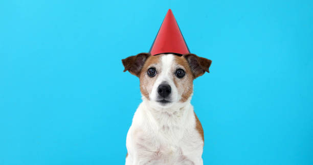 istock Cute dog in red party hat Designed 1141410058