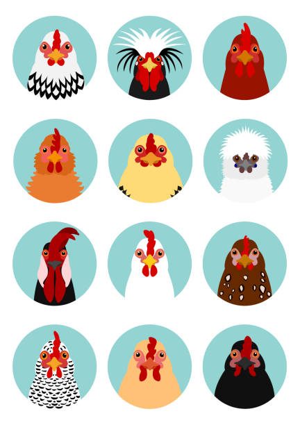 ilustraciones, imágenes clip art, dibujos animados e iconos de stock de cabezas de pollo establecidas - cochin gallina