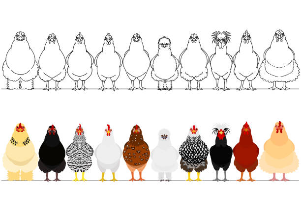 illustrations, cliparts, dessins animés et icônes de poulet divers dans une rangée - poule naine