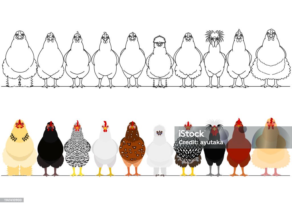 various chicken in a row Silkie stock vector