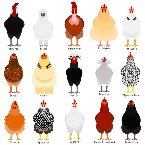 ilustraciones, imágenes clip art, dibujos animados e iconos de stock de carta de pollo con nombre de razas - cochin gallina
