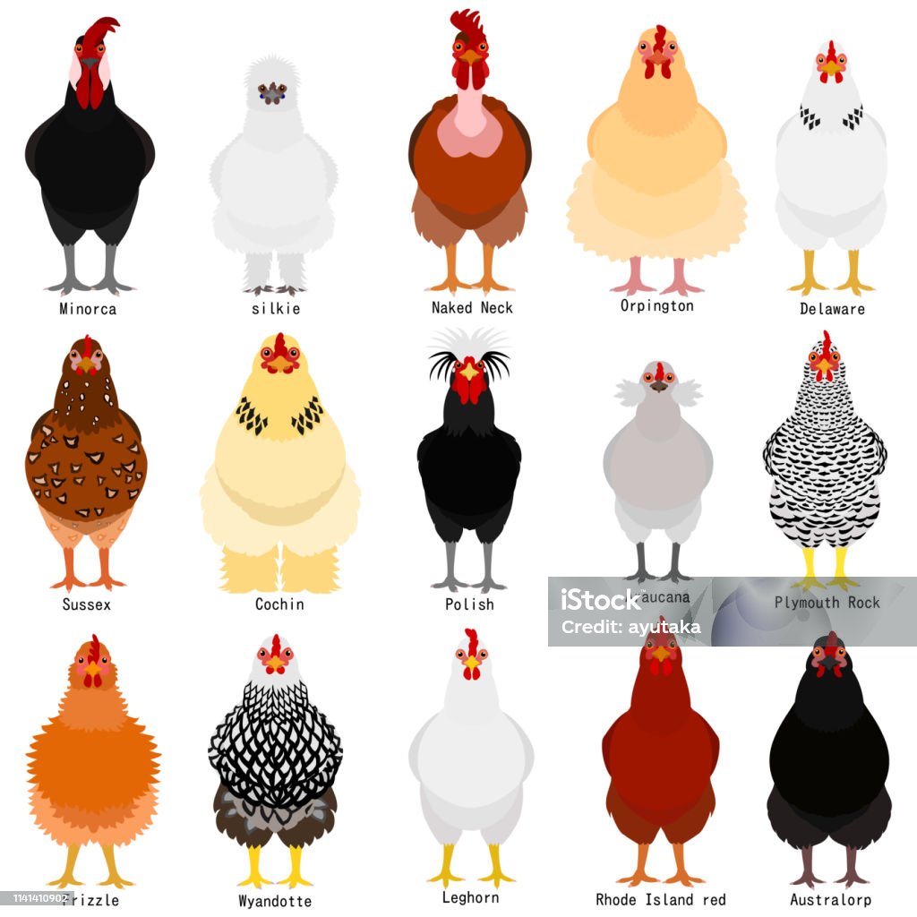 chicken chart with breeds name Chicken - Bird stock vector