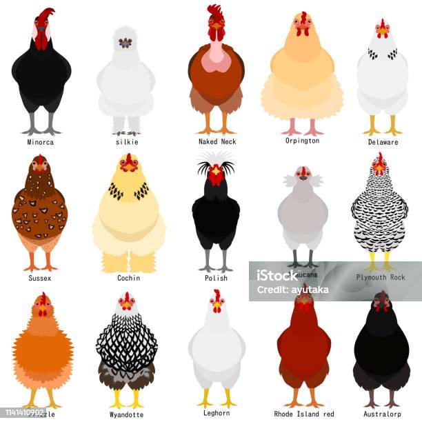 Chicken Chart With Breeds Name Stock Illustration - Download Image Now - Chicken - Bird, Front View, Rooster