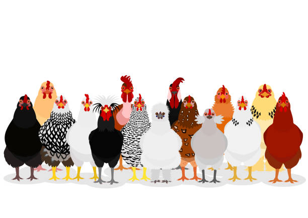 illustrations, cliparts, dessins animés et icônes de groupe de poulet divers - poule naine