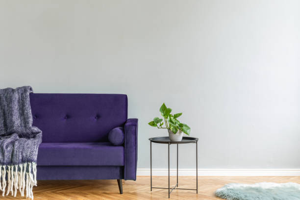 istock Minimalistic and luxury grey home interior with purple velvet design sofa, black coffe table with plant, carpet and elegant blanket. Copy space for inscription, mock up poster. Brown wooden parquet. 1141410954