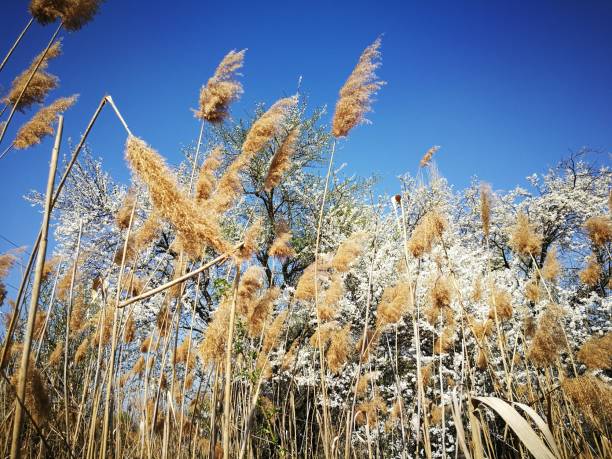 istock Yellow sunny reed growing to the sky 1141411076