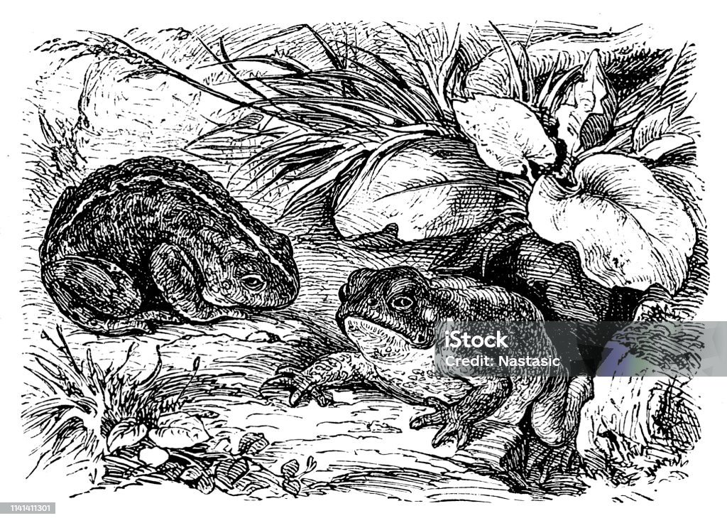 Common toad Illustration of a  common toad Frog stock illustration