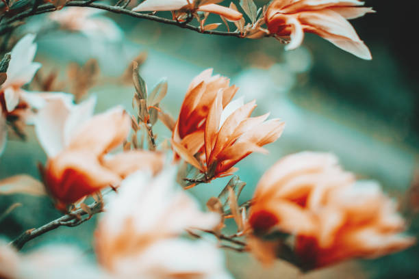 цветущее дерево магнолии - spring magnolia flower sky стоковые фото и изображения