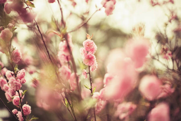 scène de printemps-fleur de cerisier rose. couleur pastel tonique. - toned image pink sakura cherry blossom photos et images de collection